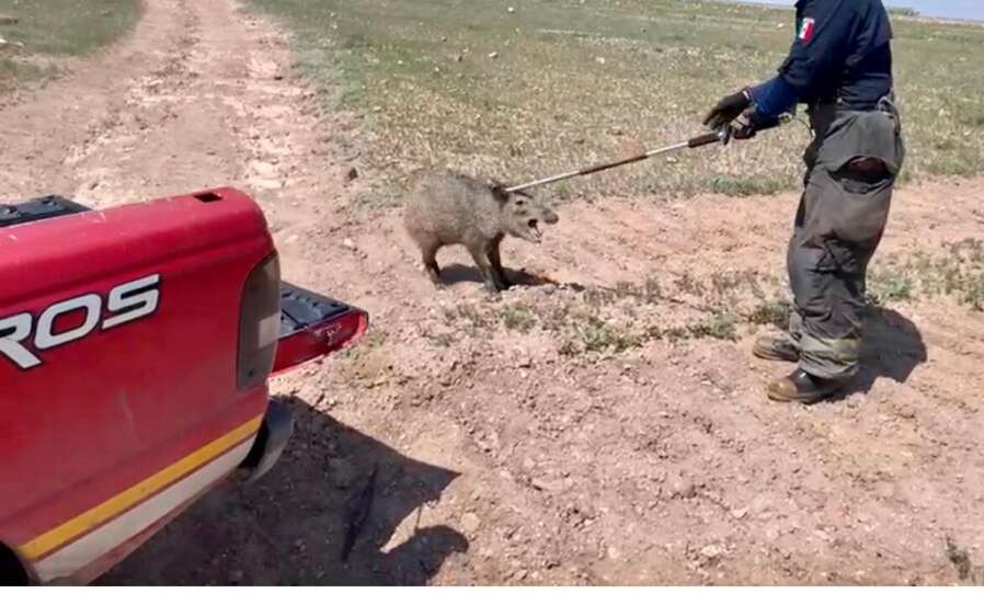 Jabali